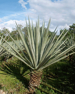 Agave sisalana Sisal Agave sisalana Sisal